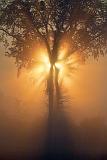 Tree In Foggy Sunrise_21209